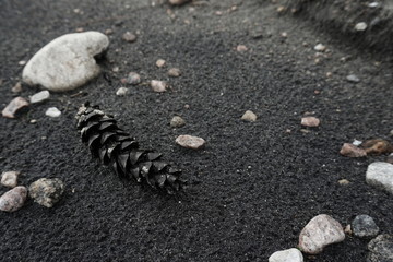 Pine cone on black sand
