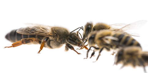 worker bee and the queen (apis mellifera)