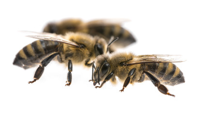 worker bees isolated on a white background