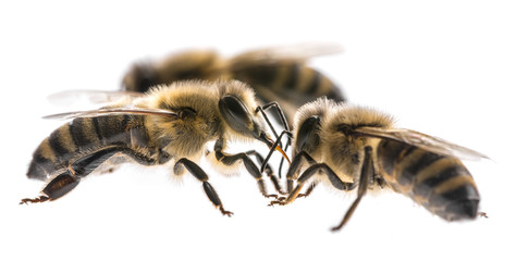 worker bees isolated on a white background