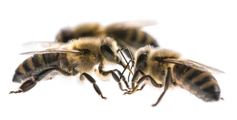 Fotobehang worker bees isolated on a white background © Vera Kuttelvaserova