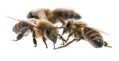 worker bees isolated on a white background