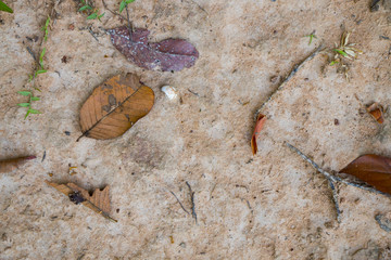 Colorful tropical soil texture with leaves.
