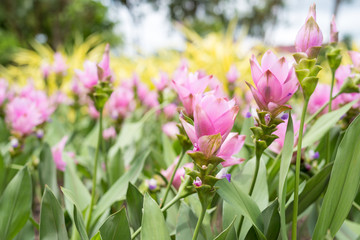 Siam Tulip blooming in the garden