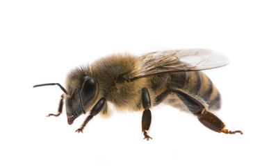 worker bee isolated on a white background