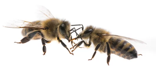 Foto op Plexiglas worker bees isolated on a white background © Vera Kuttelvaserova