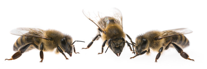worker bees isolated on a white background