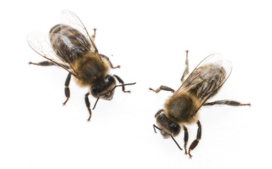 worker bees isolated on a white background