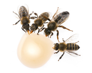 bee queen - mother and bee workers (apis mellifera) are drinking honey