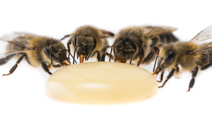 bee queen - mother and bee workers (apis mellifera) are drinking honey