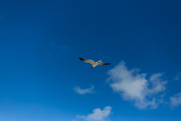 Seagull 1