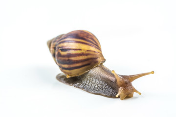 snails on white background