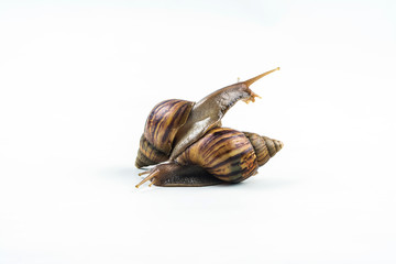 snails on white background  ,Can convey the love of young people or competition