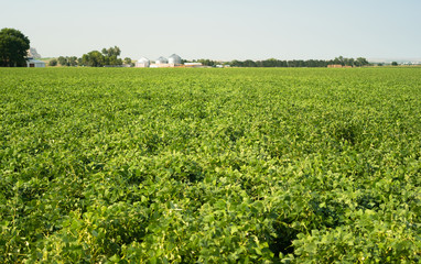 Fototapeta na wymiar Field of Beans Farm Agriculture Farmer Field Growth