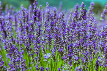 Selective focus of blooming Lavender plants at "Bleu Lavande" in Fitch Bay Quebec, Canada