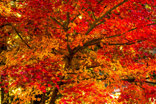 Fall Color Maple Leaves at the Forest in Osaka, Japan