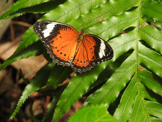 Multi coloured butterfly