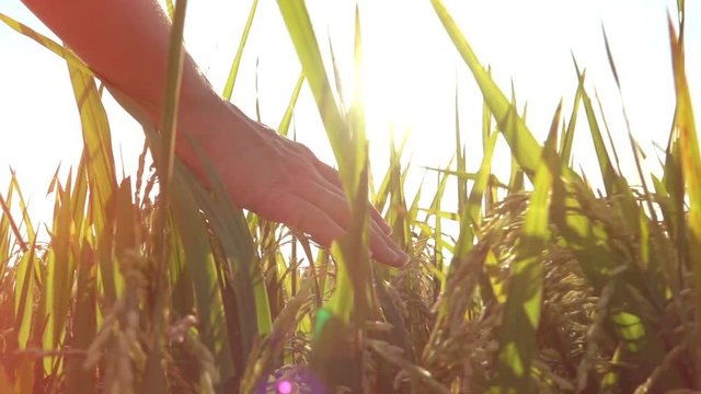 SLOW MOTION CLOSE UP, LENS FLARE: Female hand touching beautiful rice plants at gorgeous golden light sunrise. Woman caressing rice crops growing on organic farm in Asia. Rice leaves swaying at sunset