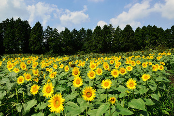 久住高原のヒマワリ