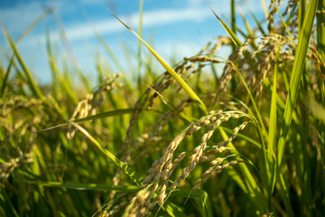 The Green Rice Field bfore Cropping Hastushimo in Gifu, Japan