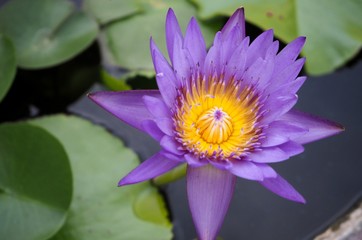 Close up beautiful purple lotus with yellow pollen.