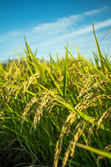 The Green Rice Field bfore Cropping Hastushimo in Gifu, Japan