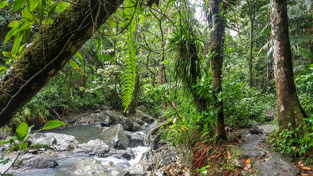 El Yunque National Forest 