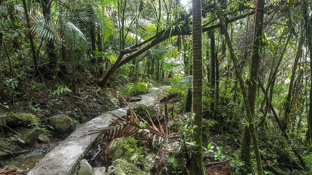 El Yunque National Forest 