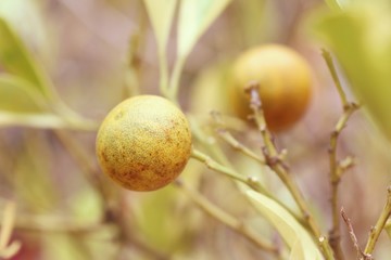 orange tree