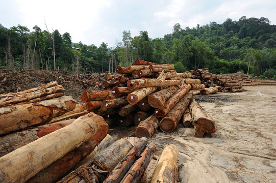 RAVINDRAN photos, images, assets Adobe Stock