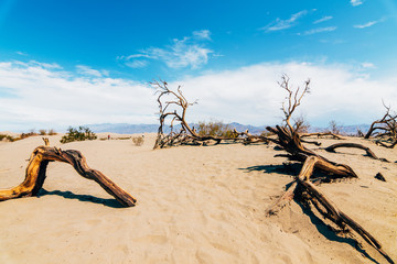 lonely tree at death valley national park, california
