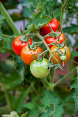 Tomatoes growing on the vine, ready to harvest