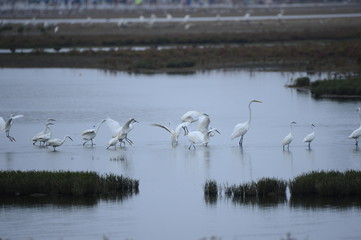egrets