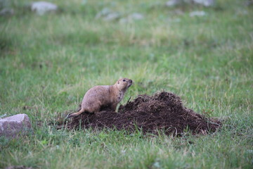 Prairie Dog; South Dakota