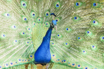 Fototapeta premium Beautiful peacock displaying his beautiful fan