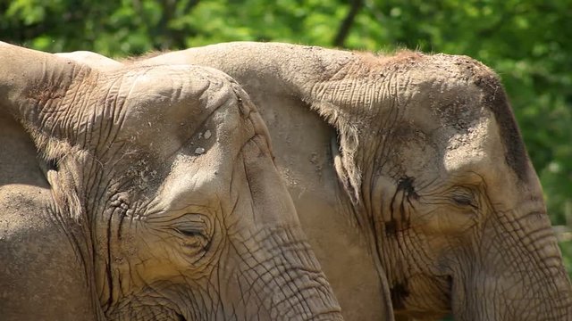 A Pair of Elephants in the wild wilderness on hot summer day - Close up