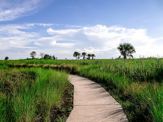 Fototapeta na wymiar hiking trail in the Everglades