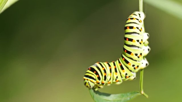 Swallowtail caterpillar eating the leaf of cow parsnip