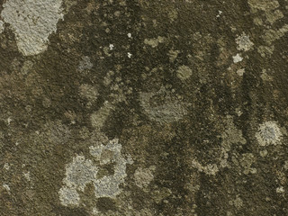 白い模様のある岩石　