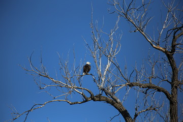 Bald Eagle in a tree