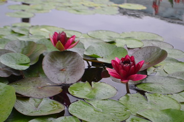 Water lily and lily pads