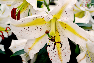 White Lily flower