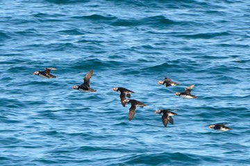 Atlantic puffins, Faxa Bay, Iceland