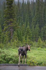 Moose by the road