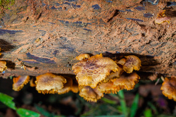 Mushrooms are born when after rain or in a moist place.