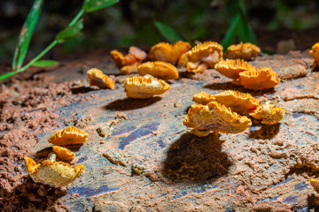 Mushrooms are born when after rain or in a moist place.
