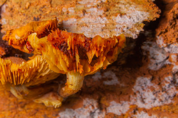 Mushrooms are born when after rain or in a moist place.