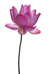 beautiful blooming lotus flower isolated on white background.