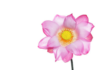 beautiful blooming lotus flower isolated on white background with copyspace.