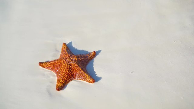 Tropical white sand with red starfish in clear water